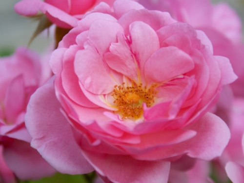 Blooming pink flowers