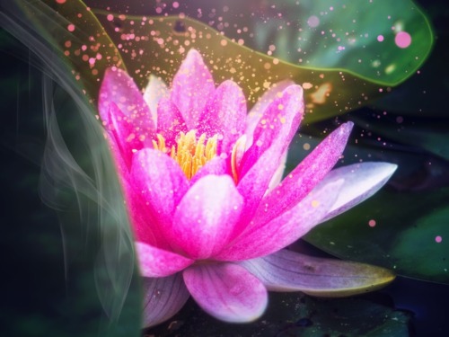 Artistic image of a bright pink lotus flower with green leaves