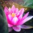 Artistic image of a bright pink lotus flower with green leaves