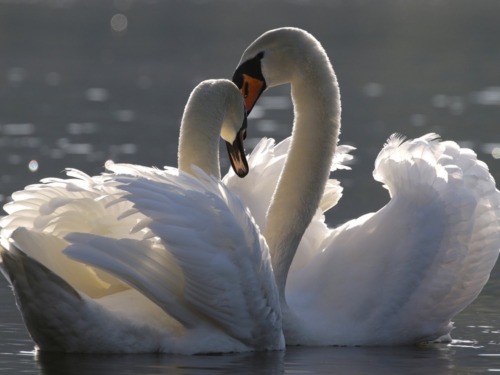 Two swans in a lake.