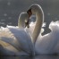 Two swans in a lake.